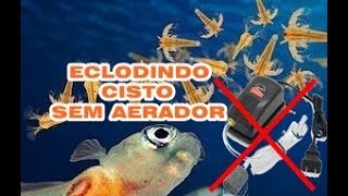 Como eclodir Cisto de Artemia SEM Bombinha de oxigênio Passo a Passo [upl. by Hsirt990]