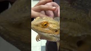 How Did Bearded Dragons Get Named [upl. by Alexandra510]