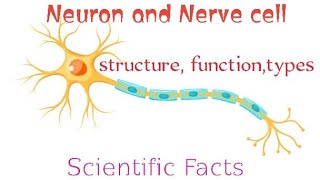 Neuron or nerve cell  structure  types  function  human  scientific Facts about neuron [upl. by Maice948]