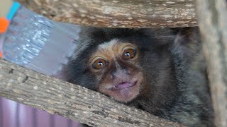 Happy Baby Marmoset Monkey Gets a Hair Brushing adorablepets fingermonkey [upl. by Kenison851]