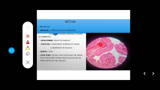 Histology Slides Series Episode 11  Histology of the Large Intestine Colon Appendix Rectum [upl. by Rodger]