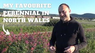 North Wales Visit to See Centranthus ruber Red Valerian  What Grows at the Coast [upl. by Reffineg]