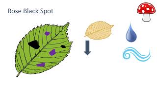 Fungal Diseases [upl. by Llenil]