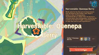 Traces of Artistry  Harvestable Quenepa Berry  Genshin Impact 50 Event [upl. by William]