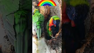 Rainbow Lorikeets gotta love em 🦜🌈 birds parrot lorikeets parrotswildandfree [upl. by Ujawernalo]