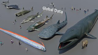 FISH Size Comparison 3D  3d Animation Size Comparison [upl. by Genevra]