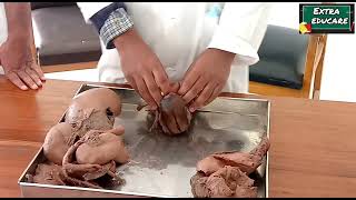 Female external genital organ Demo for viva  1st professional MBBS [upl. by Kikelia]