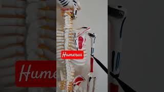 Forelimb anatomy skeleton shorts viralvideo [upl. by Arihay898]