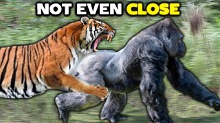 TIGER vs GORILLA  Not Even Close [upl. by Airdnoed]