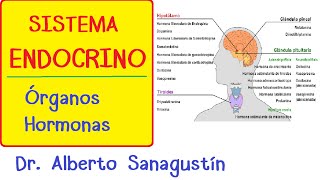 SISTEMA ENDOCRINO explicado FÁCIL glándulas y hormonas [upl. by Shaylyn282]