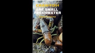 CRAWFISH ARE SMAL FRESHWATER CRUSTACEANS [upl. by Descombes190]