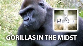 Gorillas in the Midst  Its a Miracle [upl. by Thornton]