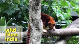 Tree Kangaroos on the prowl [upl. by Mmada704]