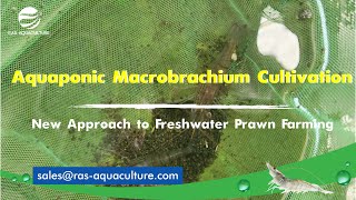 Aquaponic Macrobrachium Cultivation A Sustainable and Profitable Approach [upl. by Kroy387]