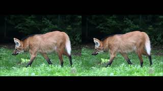 AGUARÁ GUAZÚ Chrysocyon brachyurus  Sonido Grito Aullido Fotografía 3d estereoscópica Paralela [upl. by Lauder]