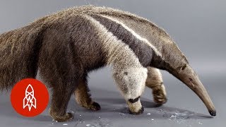 The Giant Anteater Carries On 25 Million Years and Counting [upl. by Annecorinne]