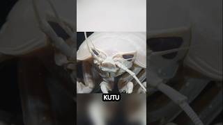 Kutu Laut Raksasa Penghuni Misterius Laut Dalamgiantisopod facts faktaunik shorts youtubeshorts [upl. by Christianna]