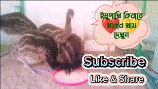 Emu Birds Emu bird eats food  birdsvideo viralvideo video birds [upl. by Trocki463]