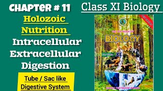 Intracellular and Extracellular Digestion Tube like and Sac like Digestive System Chap11Class XI [upl. by Atalya826]