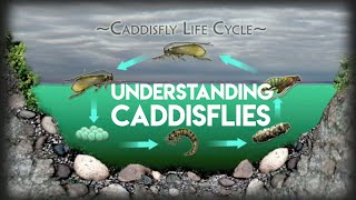 Caddis Fly Life Cycle  Learn To Fly Fish [upl. by Anilatac]