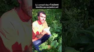 Savoir identifier quand le jardin a soif  Conseil des 4 saisons potager eau [upl. by Atelahs]