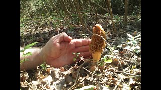 When should I pick Morel Mushrooms  Morel Truths Episode 5 [upl. by Eelinej32]