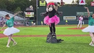 Portland Sea Dogs Slugger nominated for Mascot Hall of Fame [upl. by O'Neill]