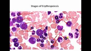 Hematopoiesisidentification of cells [upl. by Eoj]