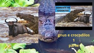 gnus e crocodilos primeira parte [upl. by Constance670]