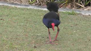 Australasian Swamphen 7 [upl. by Eirased]