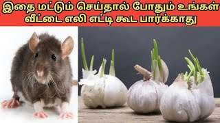 இதை செய்தால் எலிகள் உங்கள் வீட்டின் அருகில் வராது  Rat Control Remedies in Tamil [upl. by Nyrtak]