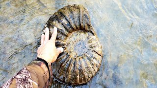 AMAZINGOnce in a Lifetime AMMONITES amp MATRIX FOUND [upl. by Micaela]