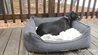 Review PetFusion Calming Cuddler Dog Bed [upl. by Lowell]