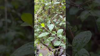 🌧️Rain day🥶💨 😍 sankarankovil sankarankovilappatakkars [upl. by Aletse]