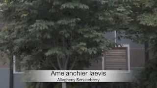 Amelanchier laevis Allegheny Serviceberry [upl. by Nairb]