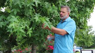 Sweetgum Liquidambar styraciflua  Plant Identification [upl. by Ecirum455]