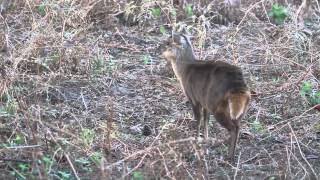 Muntjac Deer Barking [upl. by Iey]