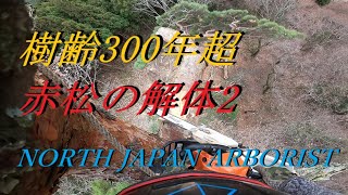 749続・恐怖の御神木、樹齢350年赤松を解体する [upl. by Angel554]