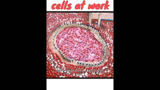 CELLS AT WORK🩺 im seated for this one cellsatwork newdrama funny education jdrama [upl. by Ewan]