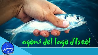 PESCA AGLI AGONI  si ritorna a sardine [upl. by Denbrook]