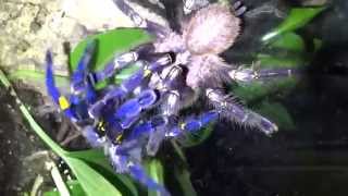 Poecilotheria metallica Verpaarung mating [upl. by Magill]