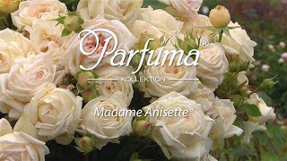 Sortenporträt Parfuma Duftrose Madame Anisette® [upl. by Feodora]