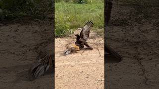 Eagle fly down and trying hunt a big roaster 🦅youtube hunting birds youtube youtubeshorts [upl. by Wesle]