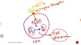 Cellular biochemistry cell cycle anticancer drugs USMLE ENDPOINT by Dr Ahmed Shebl [upl. by Oiled54]