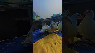 Chatri ke bache 🕊🕊🕊🕊punjabi dhillonpigeons kabootron dehradun [upl. by Eolande]