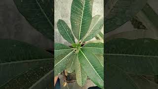 How to grow flower plant Champa at home gardeningtips shorts [upl. by Vonni]