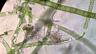 A Pair of Copepod Nauplii [upl. by Glynnis]