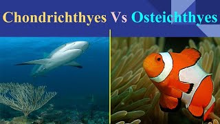 Chondrichthyes Vs Osteichthyes [upl. by Nehgem]