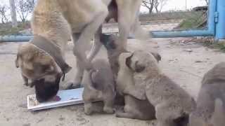 Kangal puppies 1 [upl. by Adler]