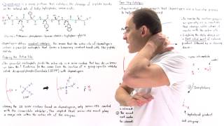 Chymotrypsin and Covalent Catalysis [upl. by Nahtnamas]